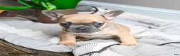 French Bulldog dogs for sale: Lacey - Ad 1