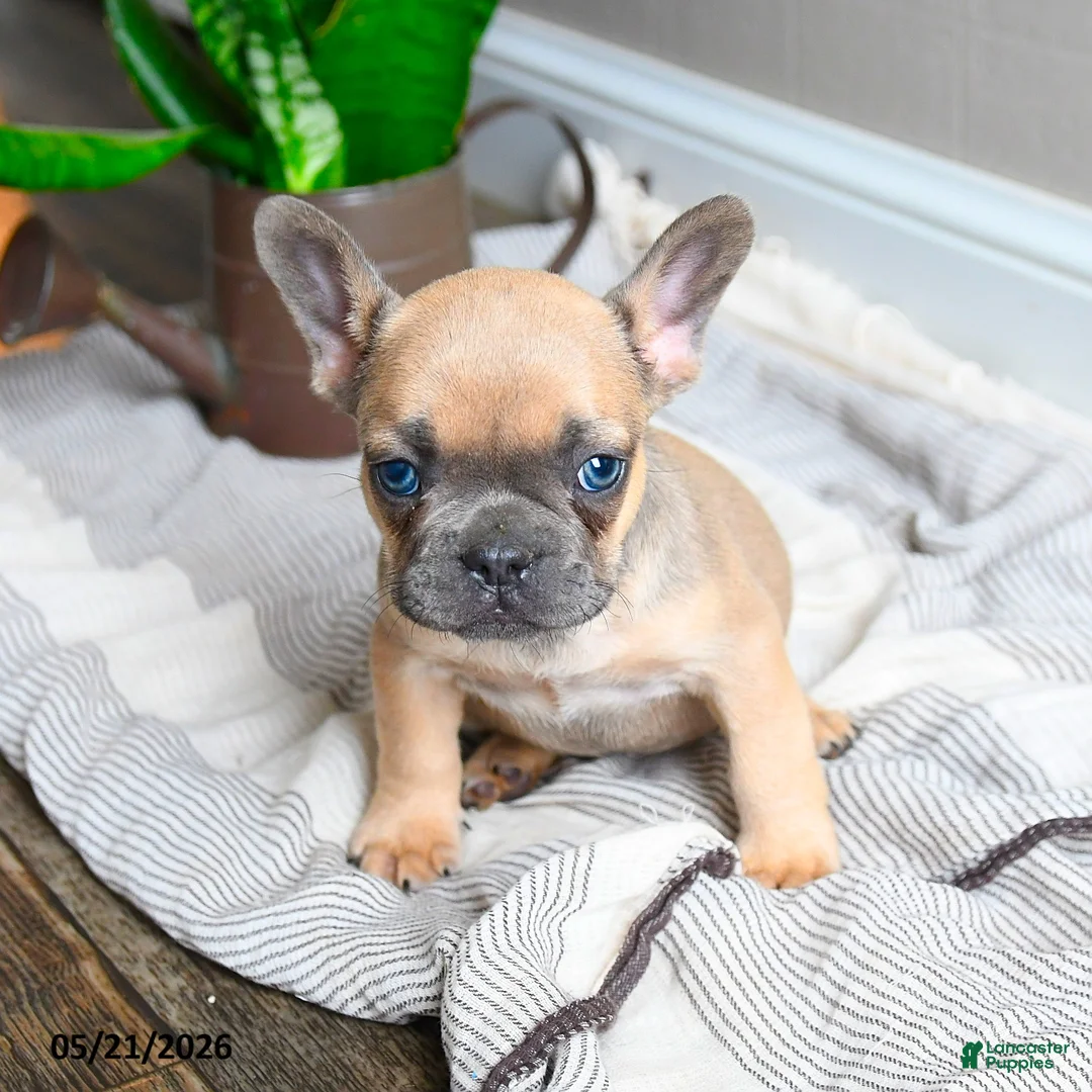 French Bulldog dogs for sale: Lacey - Ad 1