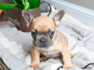 French Bulldog dogs for sale: Lacey - Ad 2
