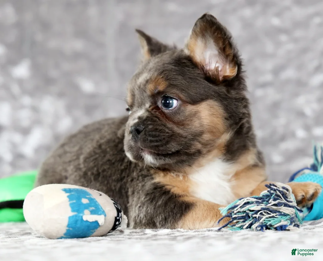 French Bulldog dogs for sale: Oakley - Ad 8