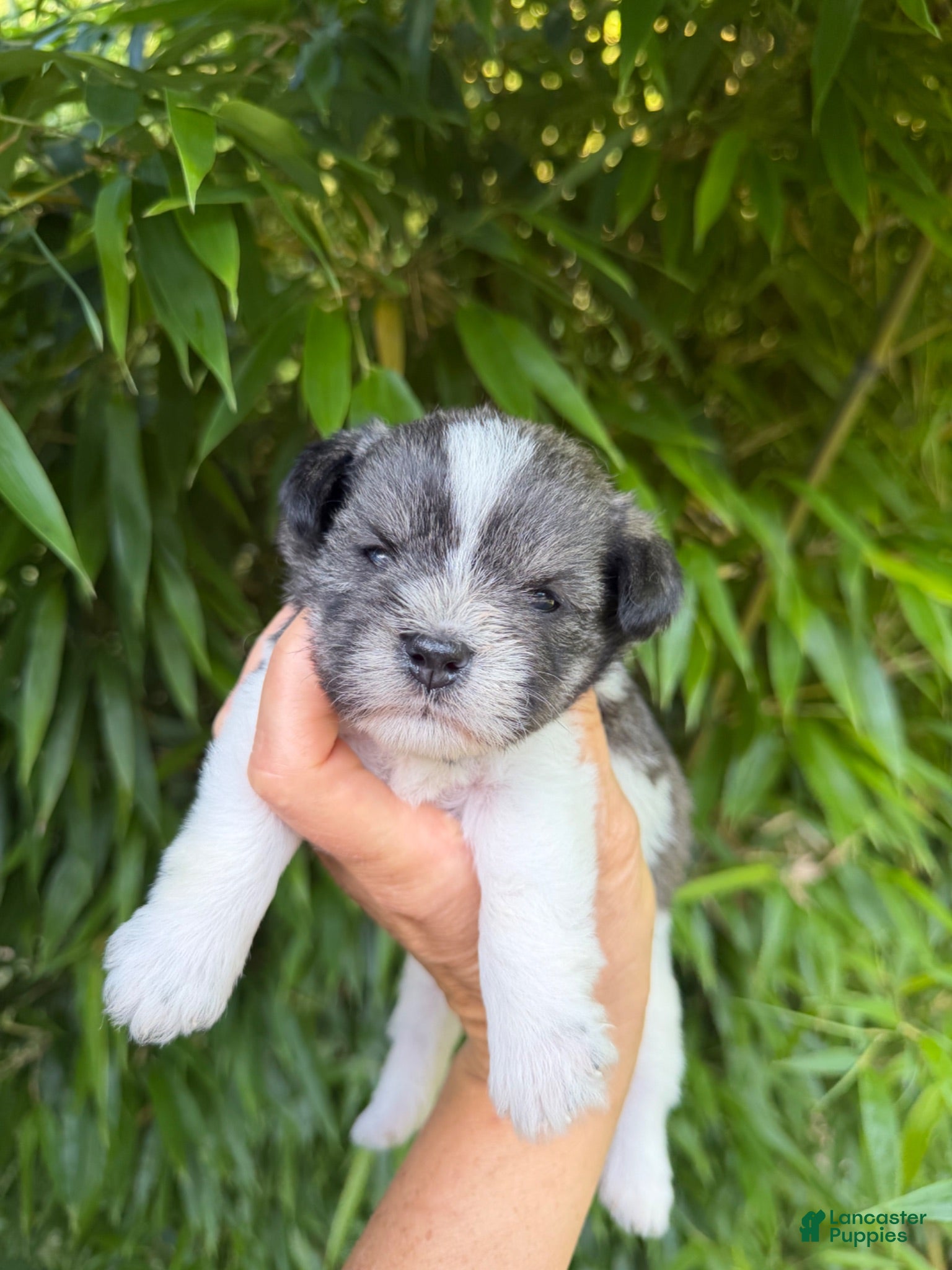 Miniature Schnauzer dogs Miniature Schnauzer 1 - Ad 17