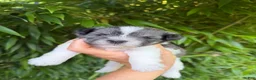 Miniature Schnauzer dogs for sale: Miniature Schnauzer 1 - Ad 1