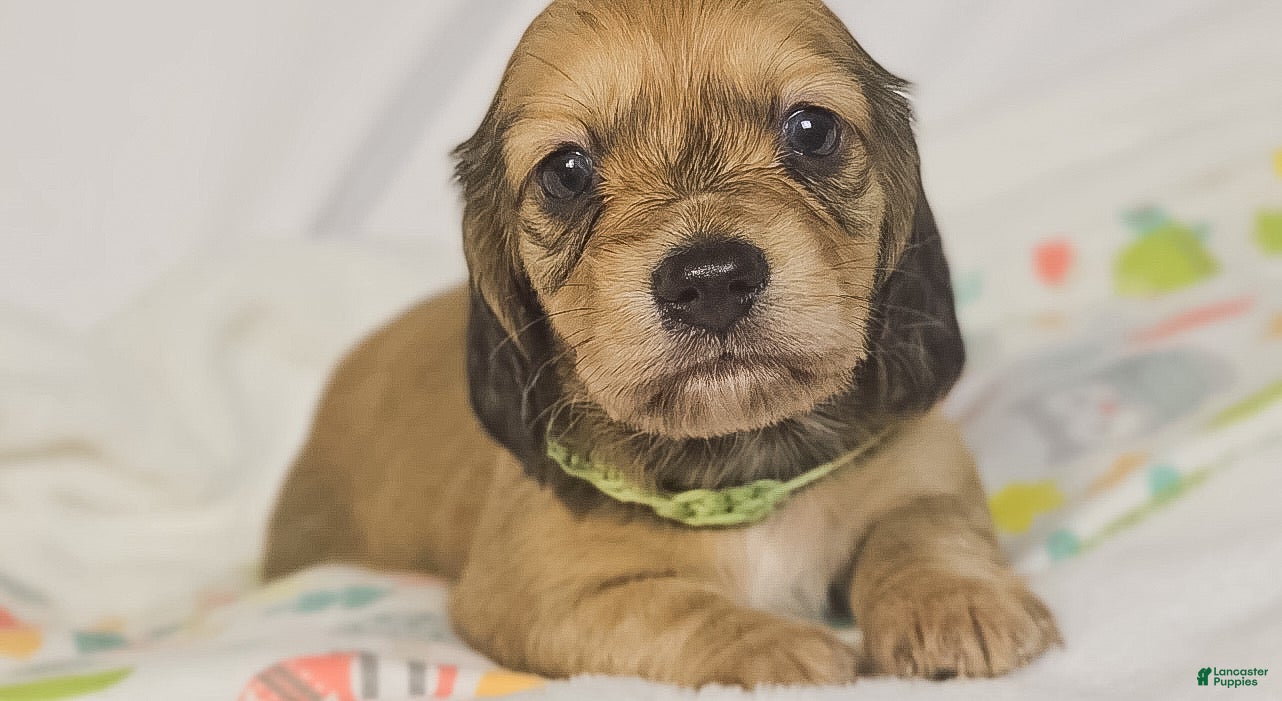 Miniature Dachshund dogs for sale: Pickles - Ad 1