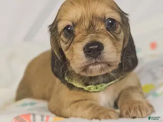 Miniature Dachshund dogs for sale: Pickles - Ad 1