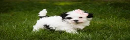 Havanese dogs for sale: Precious - Ad 6