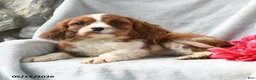 Cavalier King Charles Spaniel dogs for sale: Harmony - Ad 4