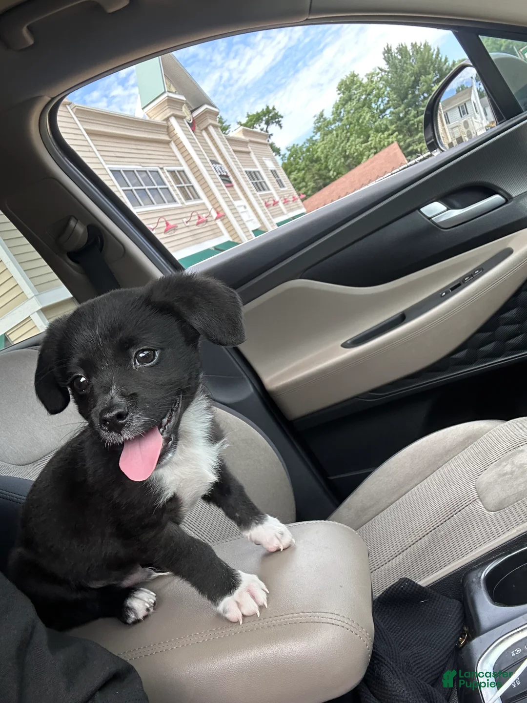 Mixed Breed dogs for sale: Kyro - Ad 1