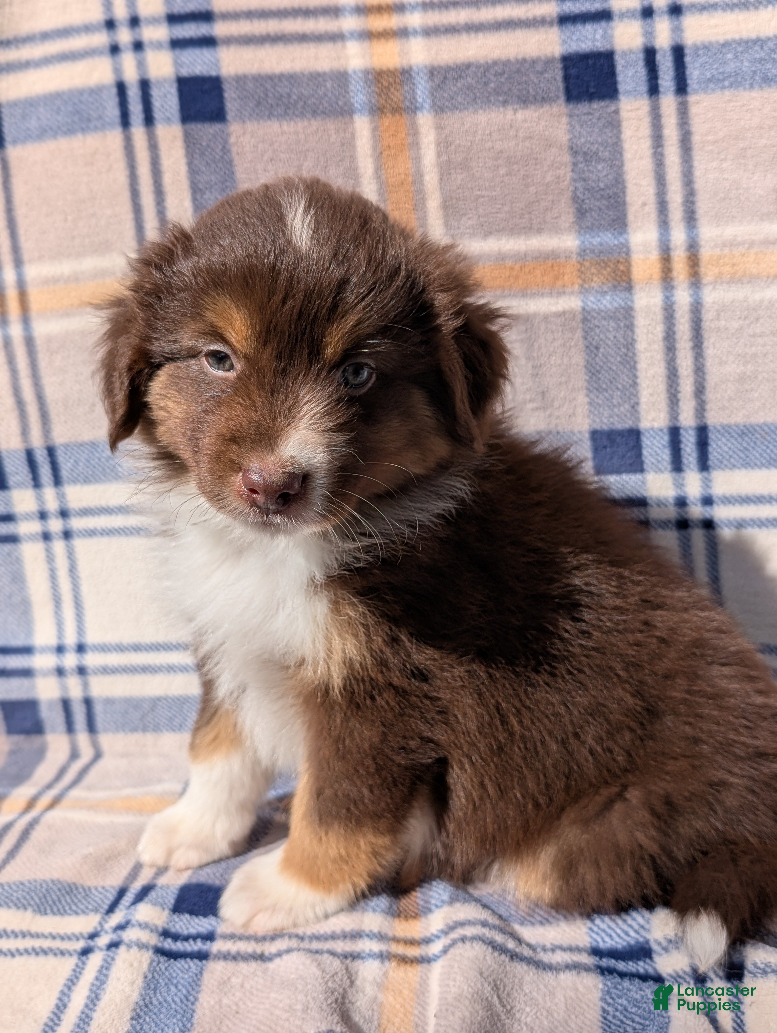 Australian Shepherd dogs Blaze - Ad 1