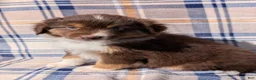 Australian Shepherd dogs for sale: Blaze - Ad 1