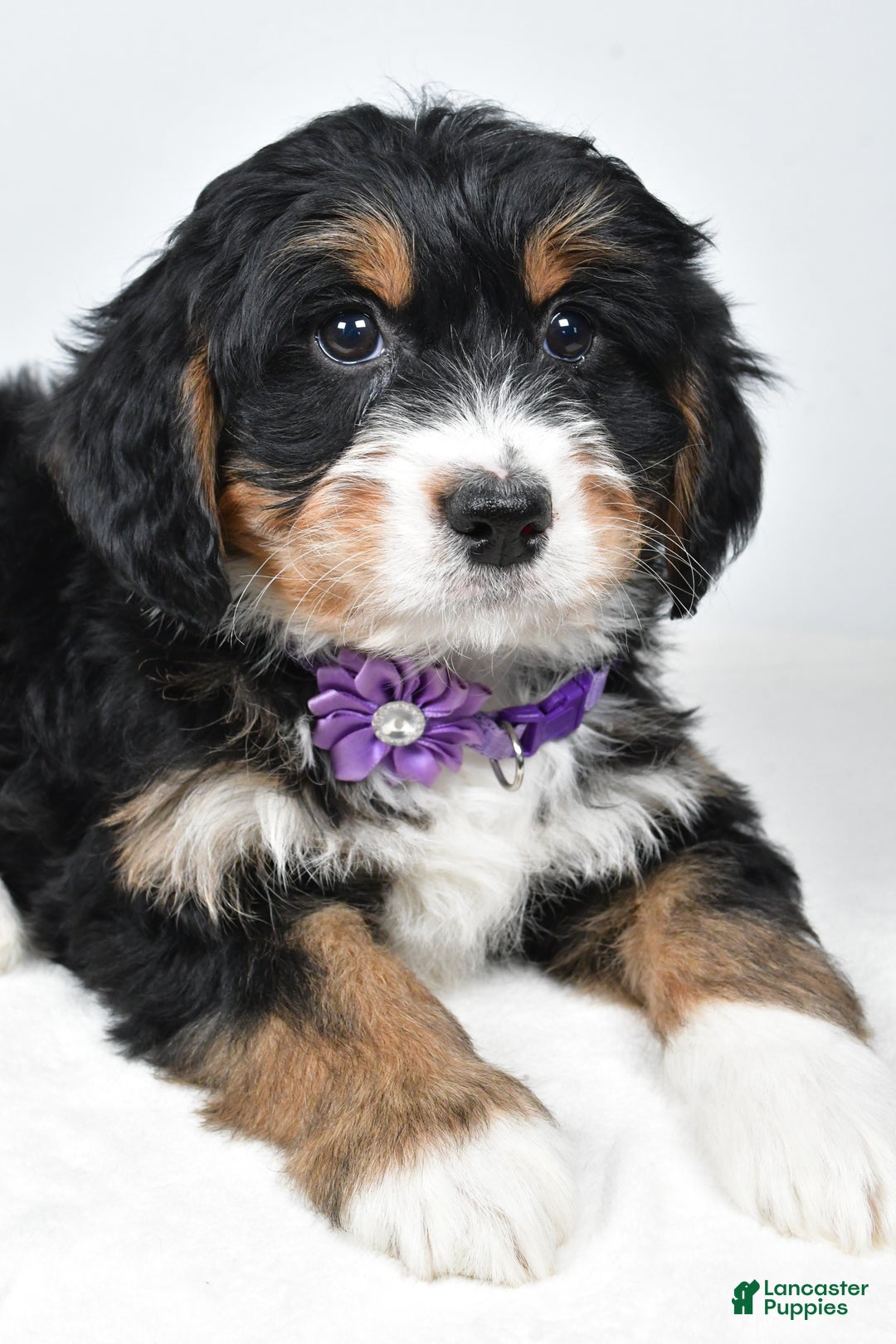 Mini Bernedoodle dogs for sale: Ava - Ad 5