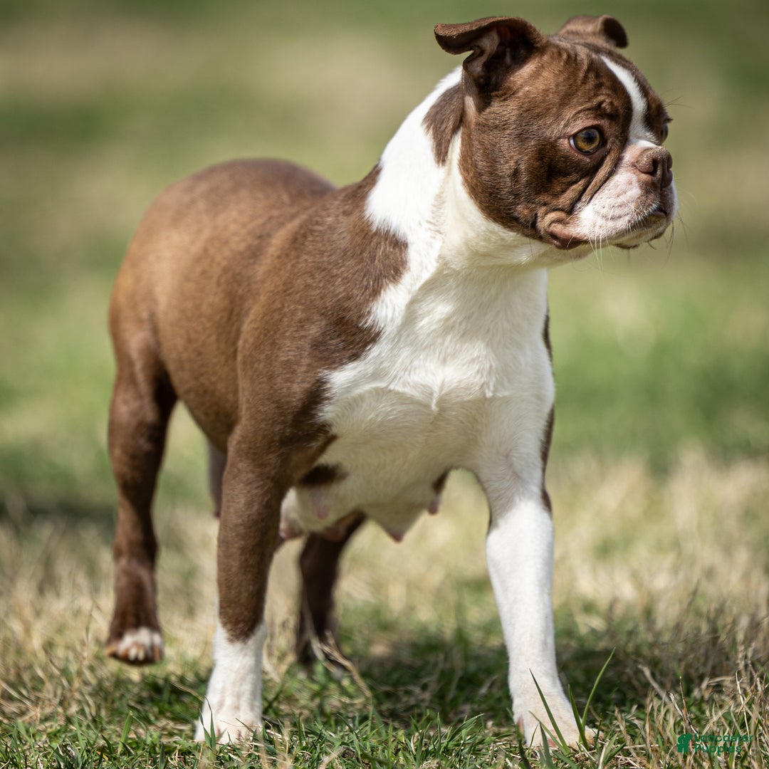 Boston Terrier dogs for sale: Winston - Ad 2