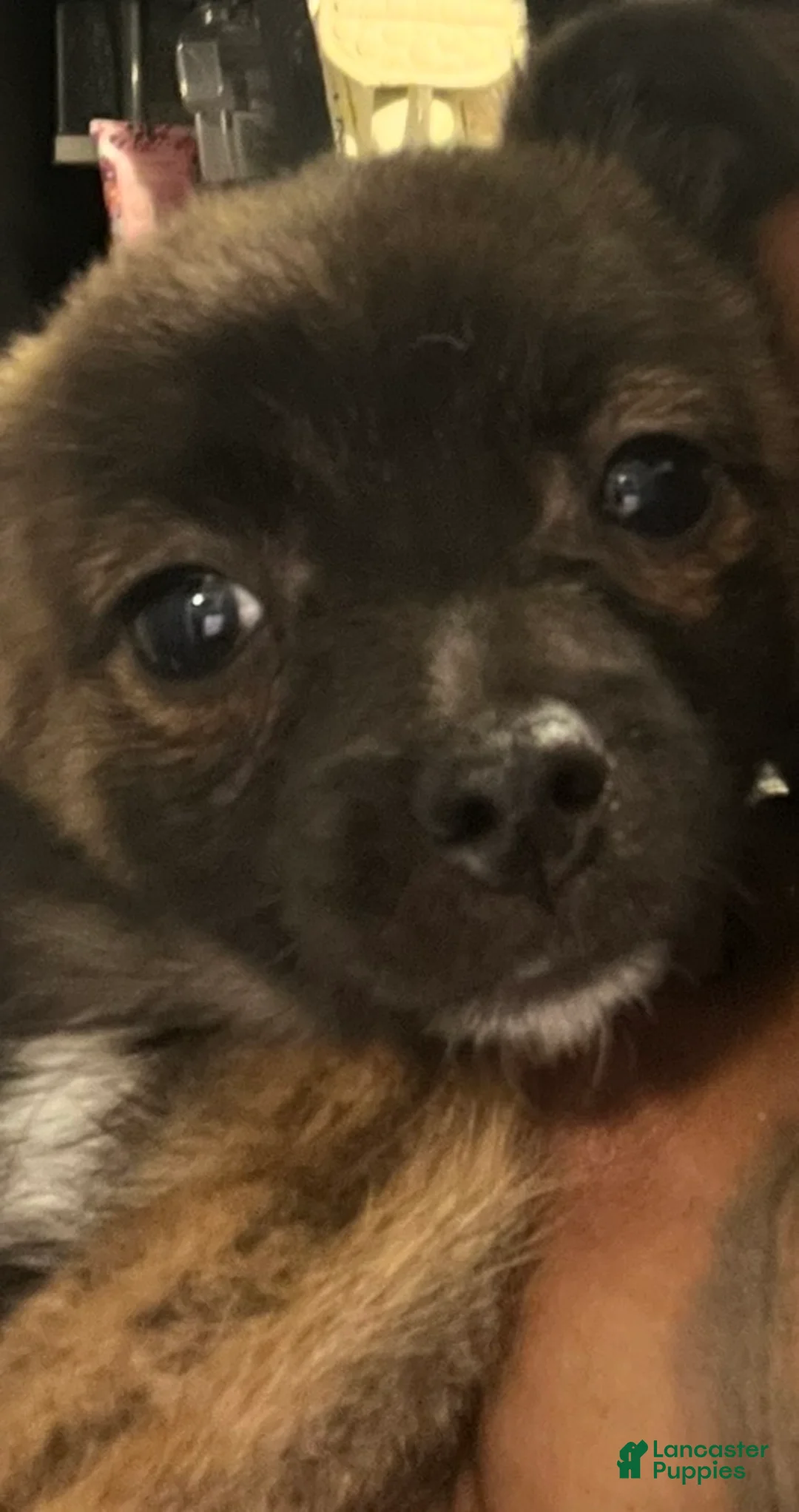 Chihuahua dogs for sale: Chihuahua Puppy 1 - Ad 2