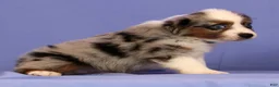 Miniature Australian Shepherd dogs for sale: Jackson - Ad 4