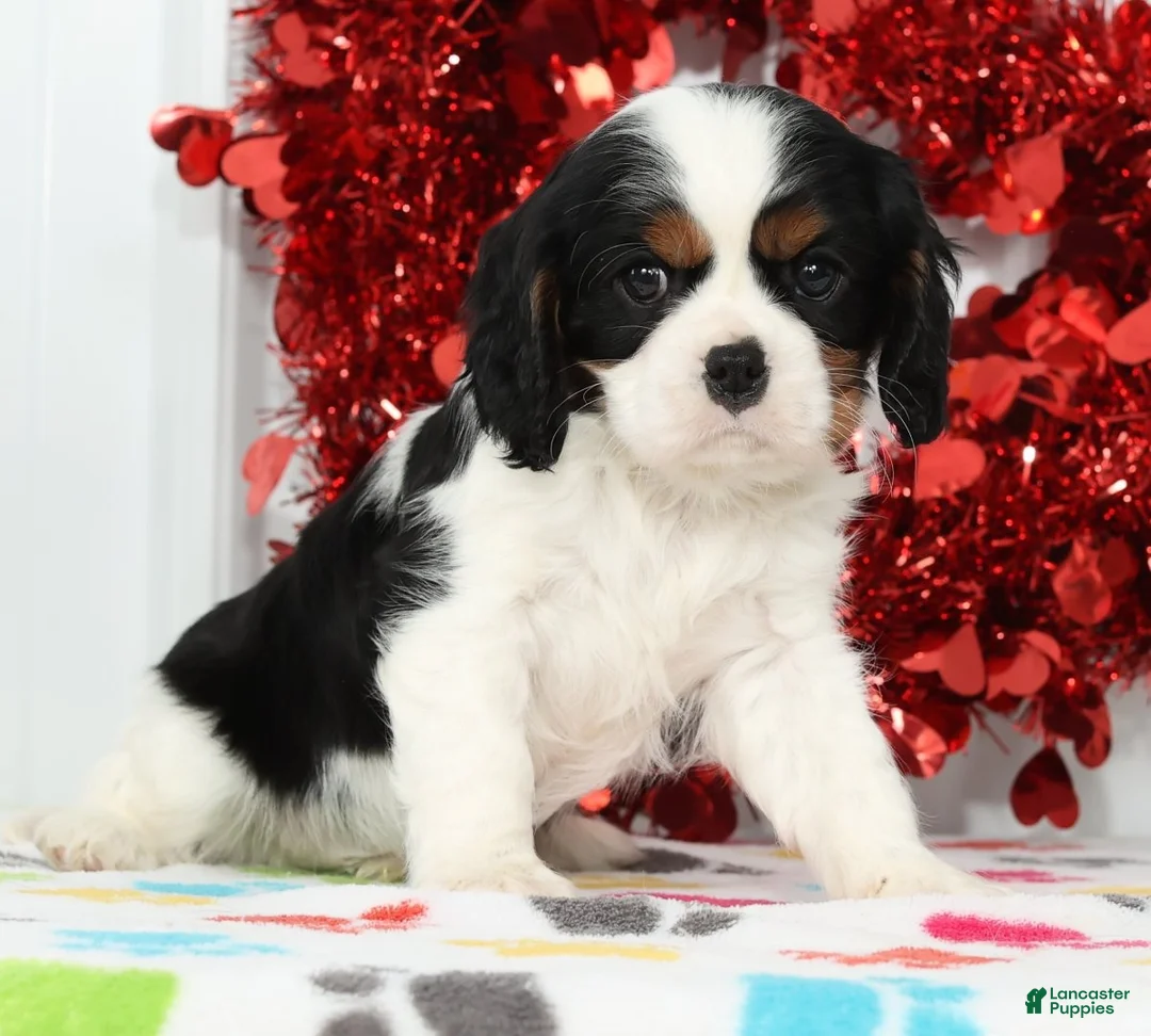 Cavalier King Charles Spaniel dogs for sale: Ranger - Ad 4