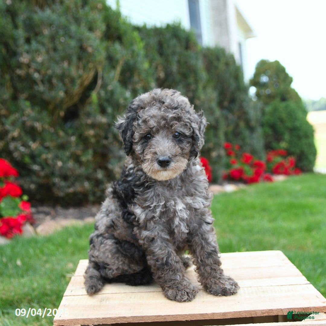 Litter of Cockapoo for sale in Cochranville Lancaster Puppies
