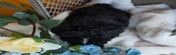 Toy Poodle dogs for sale: Blackie - Ad 8