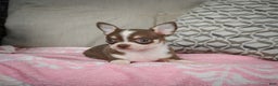 Chihuahua dogs for sale: Isabel - Ad 2