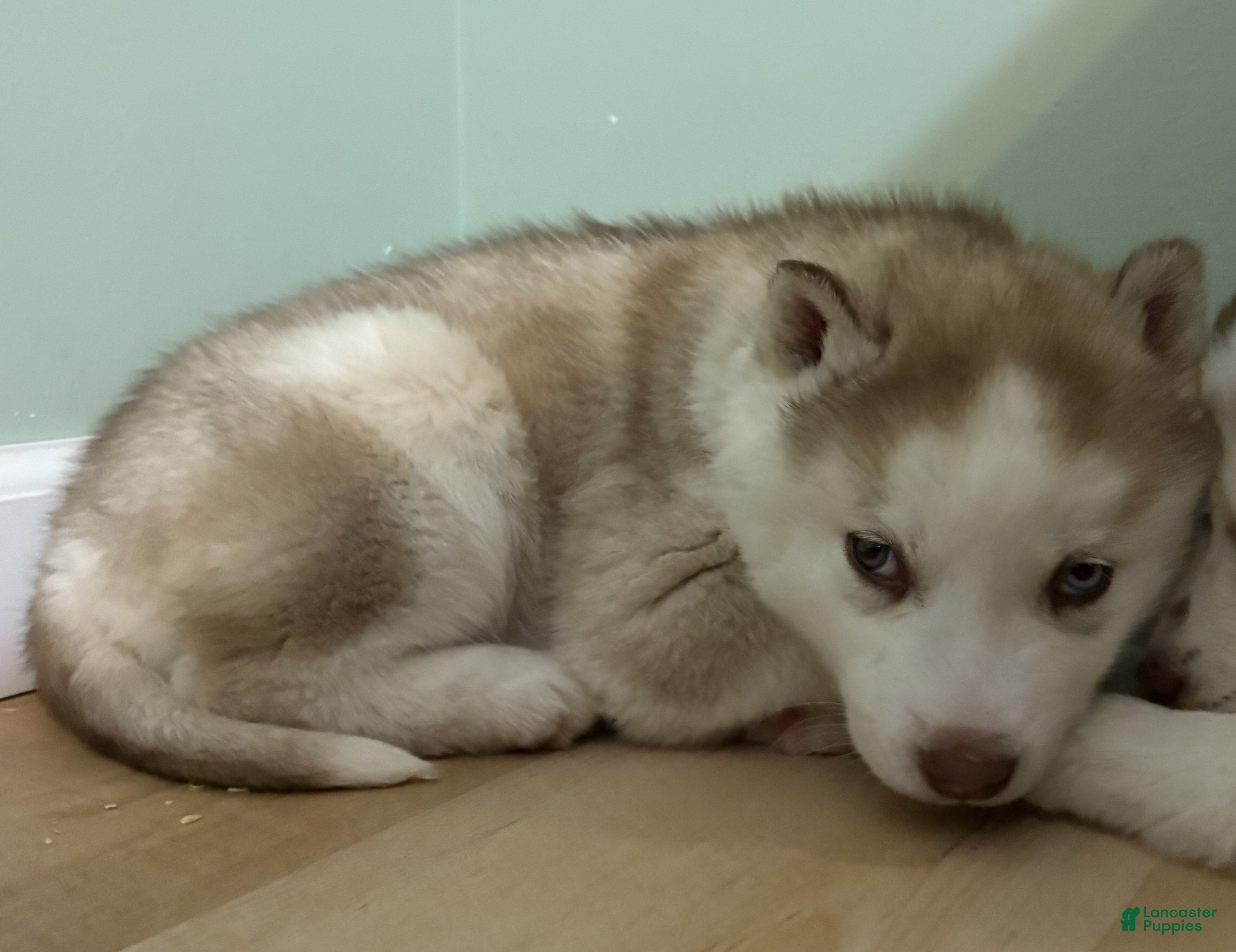 Mixed Breed dogs David - Ad 9