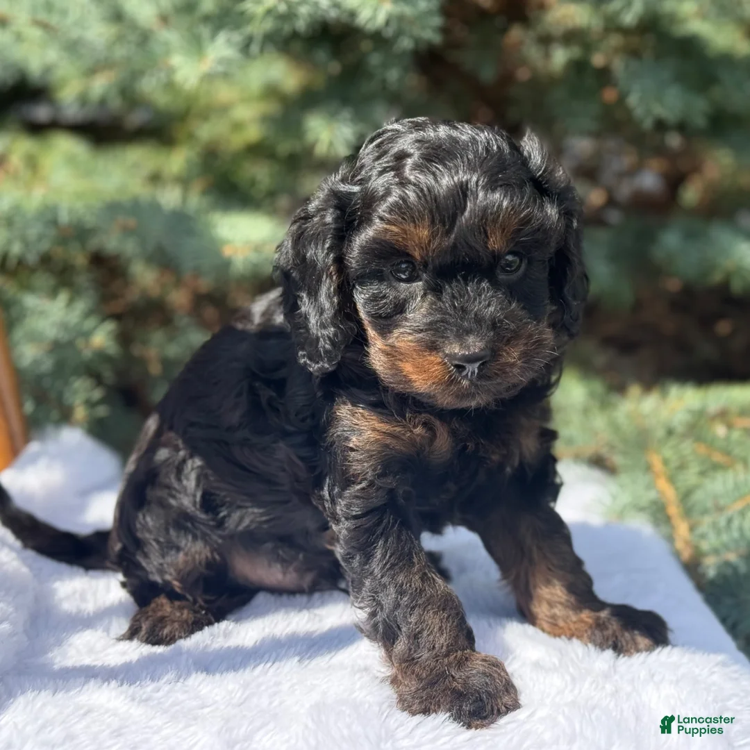Cavapoo dogs for sale: Tucker - Ad 14