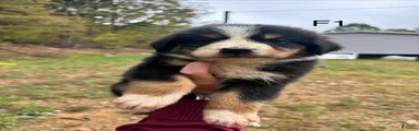 Mixed Breed 8