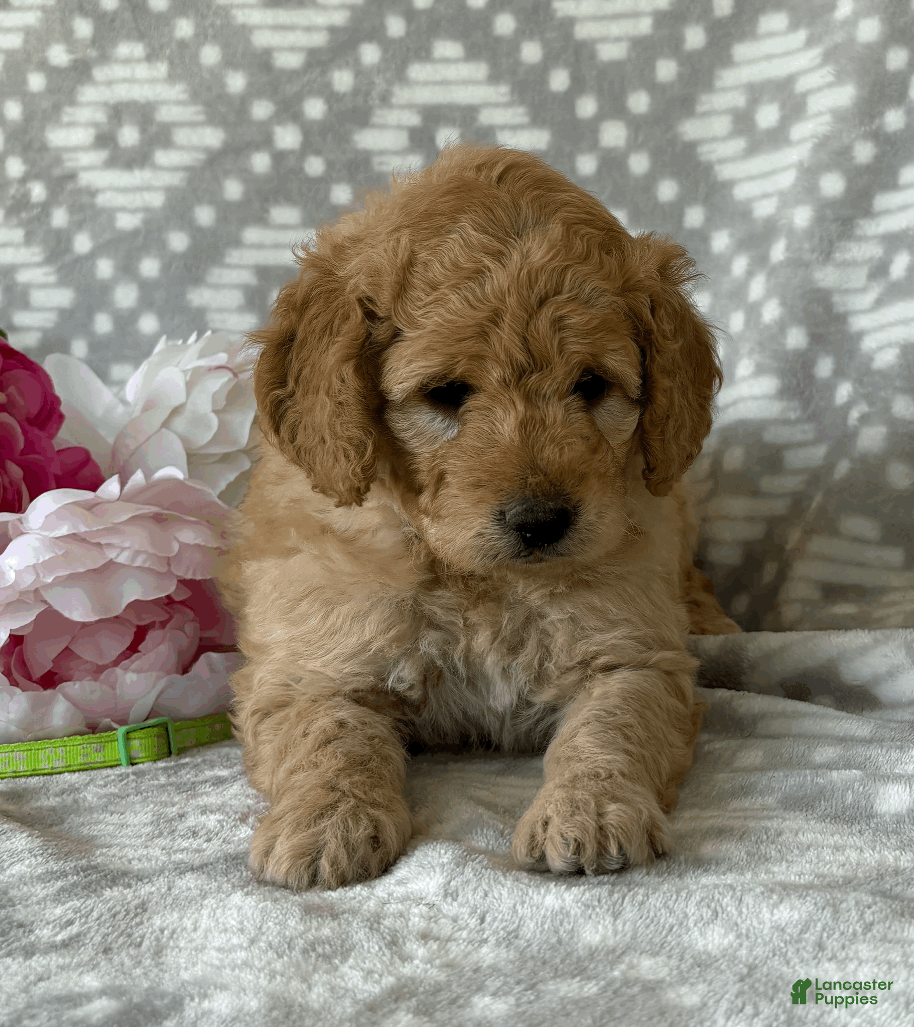 Goldendoodle dogs Iris - Ad 2