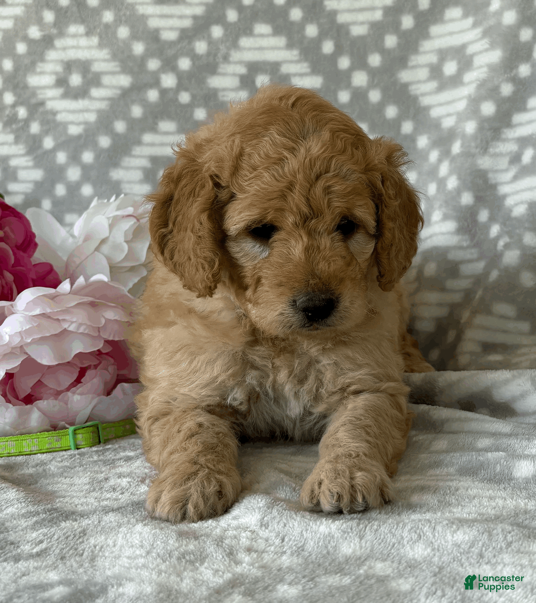 Goldendoodle dogs for sale: Iris - Ad 2