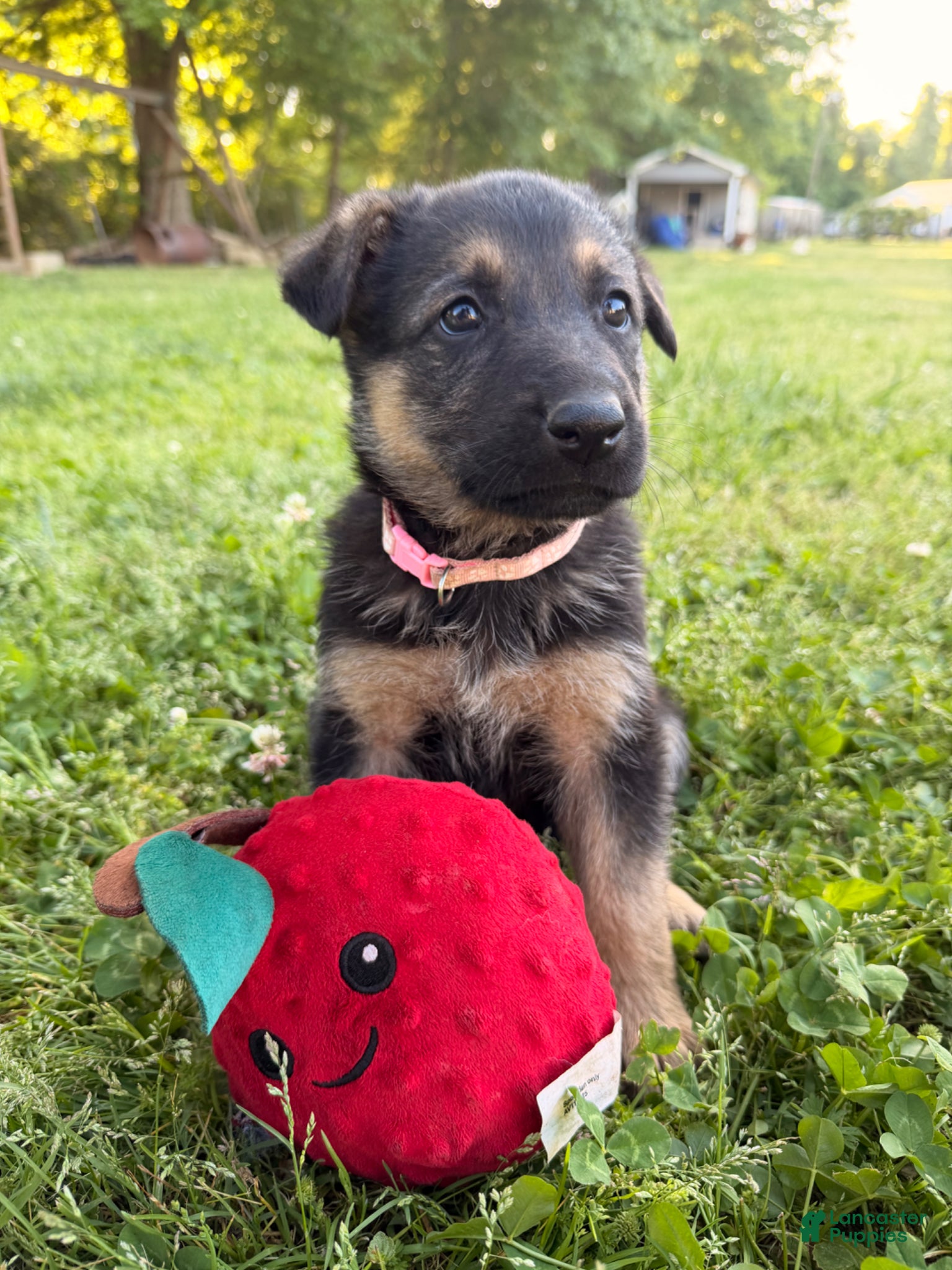 German Shepherd dogs Light Pink - Ad 37