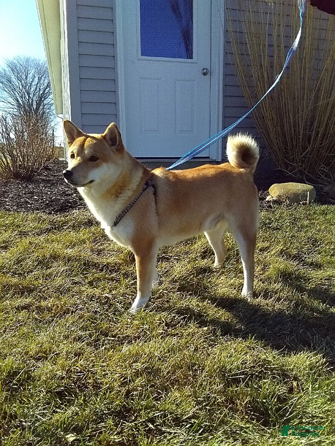 Shiba Inu dogs for sale: Liliana - Ad 7