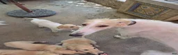 Borzoi dogs for sale: Fabien-APRI-Pedigree - Ad 6