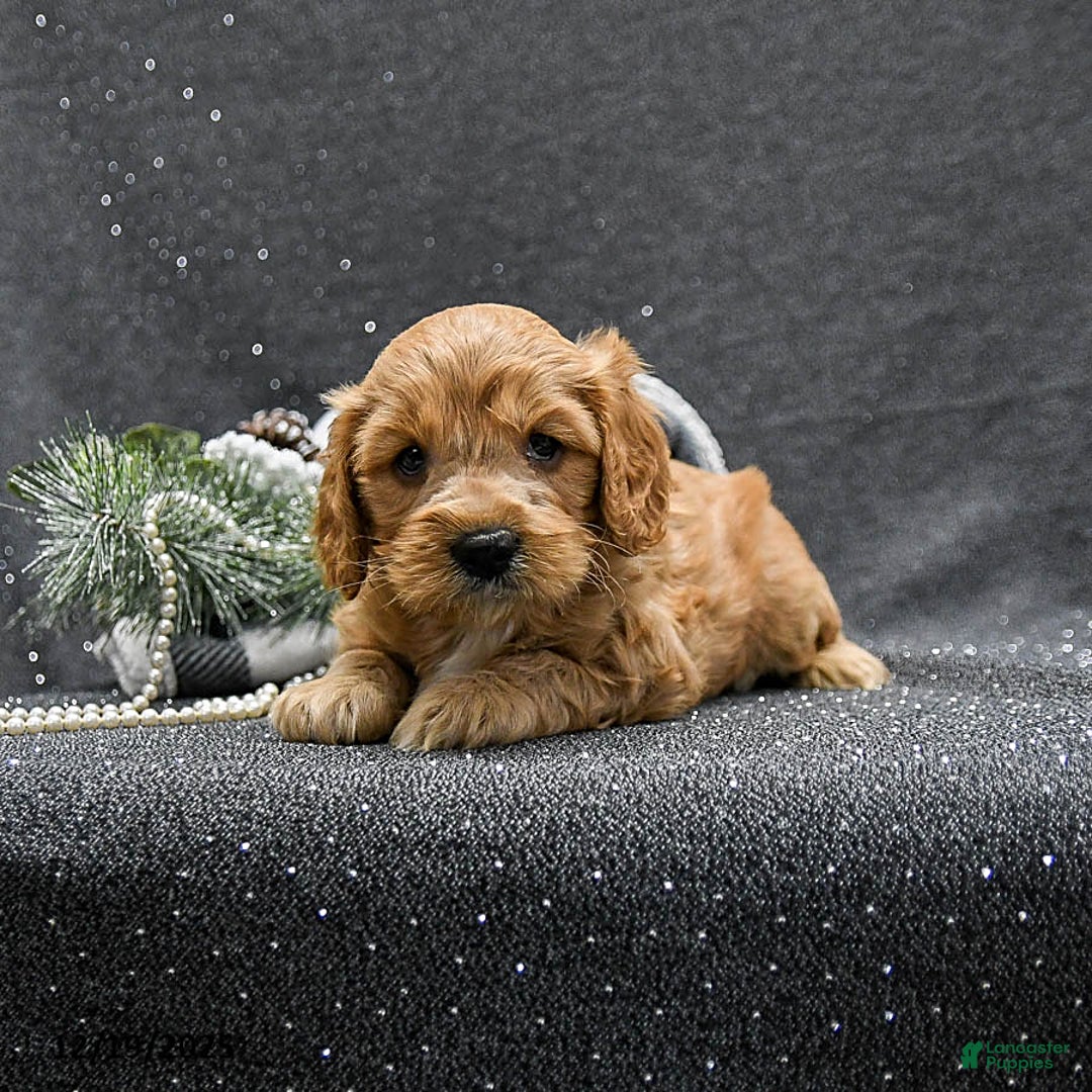 Cavapoo dogs for sale: Prince   - Ad 2