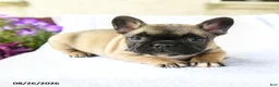 French Bulldog dogs for sale: Kayla Extra Small - Ad 5