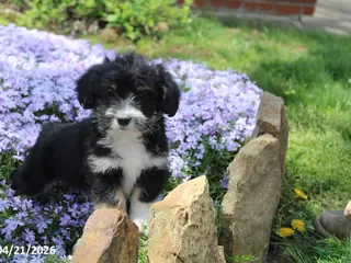 Corgipoo dogs for sale: Jordan - Ad 3