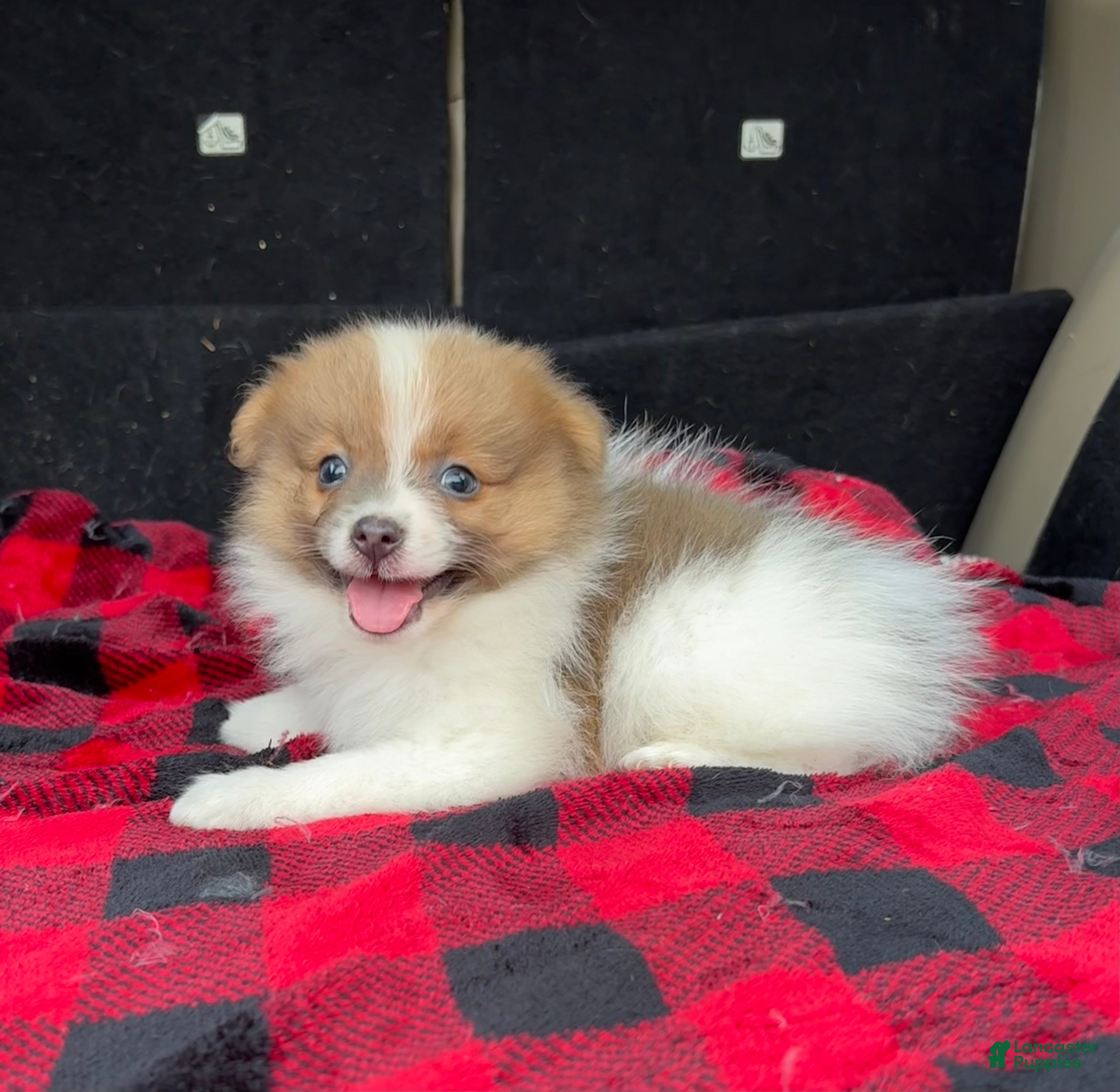 Pomeranian dogs Dougy - Ad 1