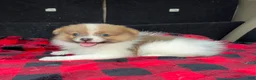 Pomeranian dogs for sale: Dougy - Ad 1
