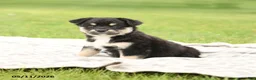 Mixed Breed dogs for sale: Nova - Ad 4