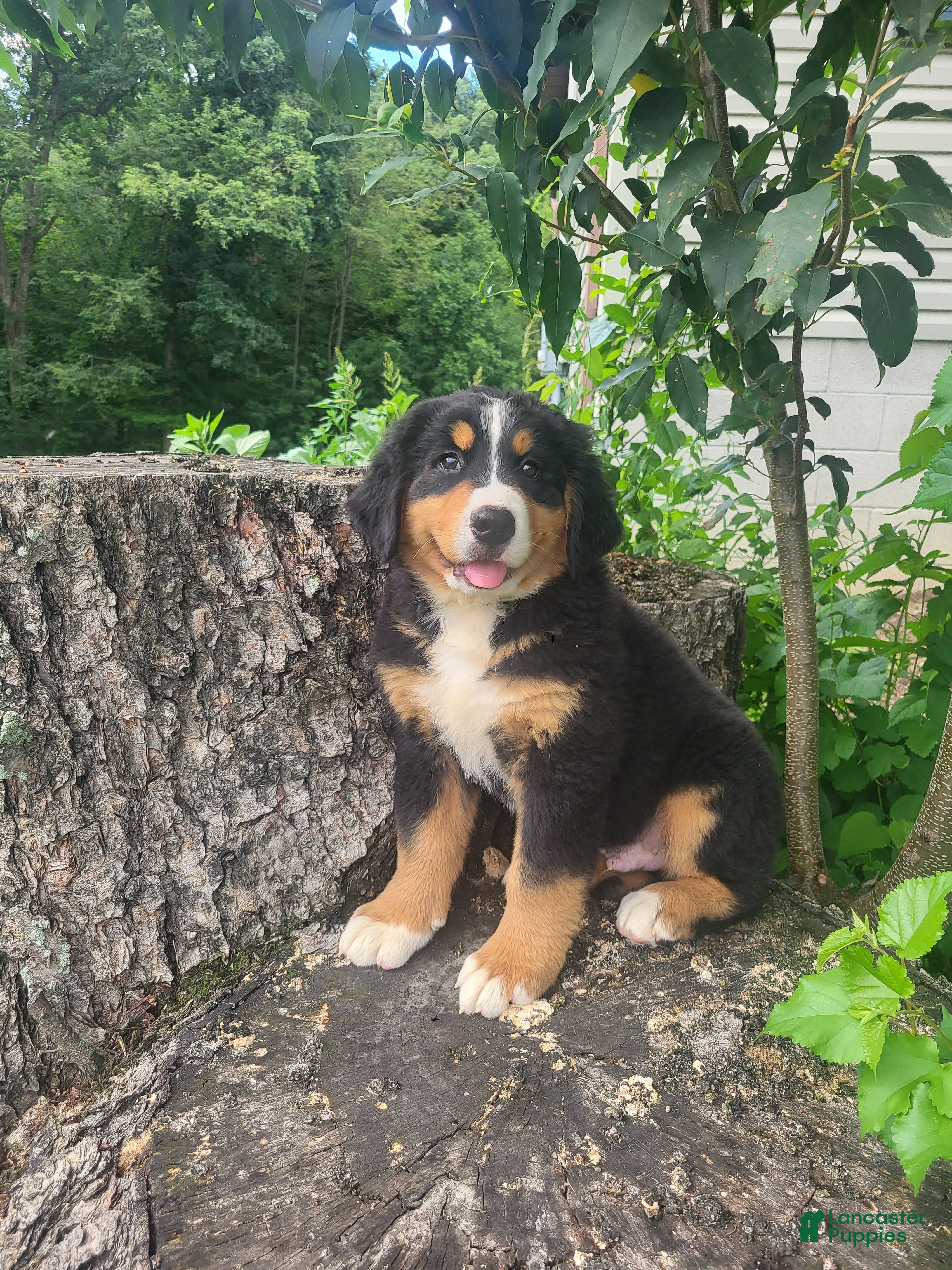 Bernese Mountain Dog dogs for sale: Toby  - Ad 1