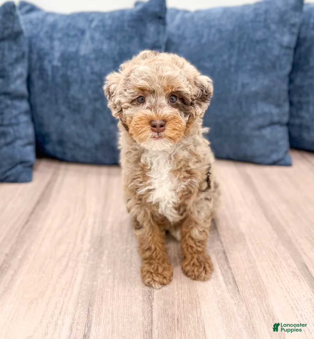 Mini Goldendoodle dogs for sale: Lavender - Ad 1