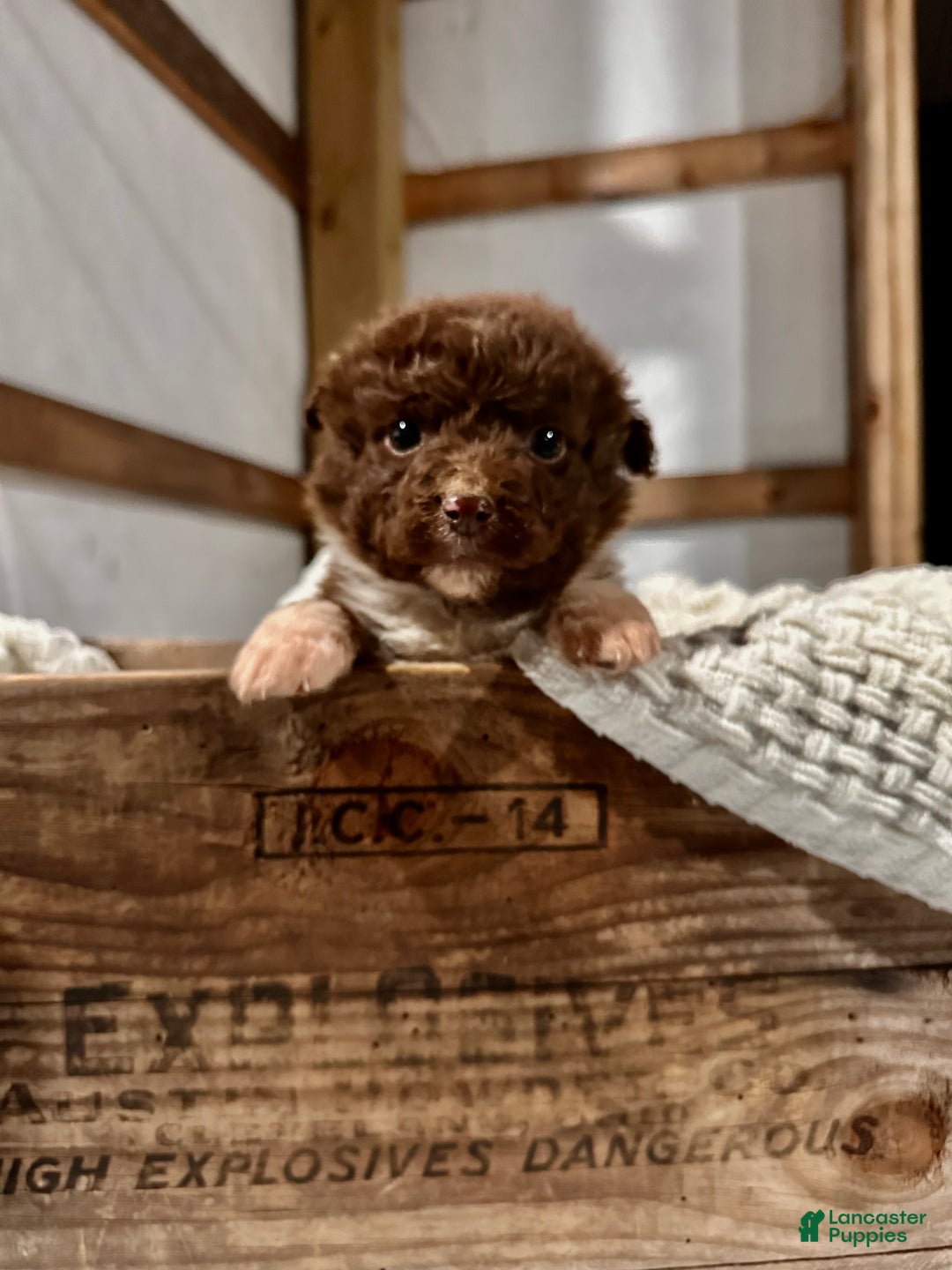 Aussiedoodle dogs for sale: Butter Ball - Ad 5