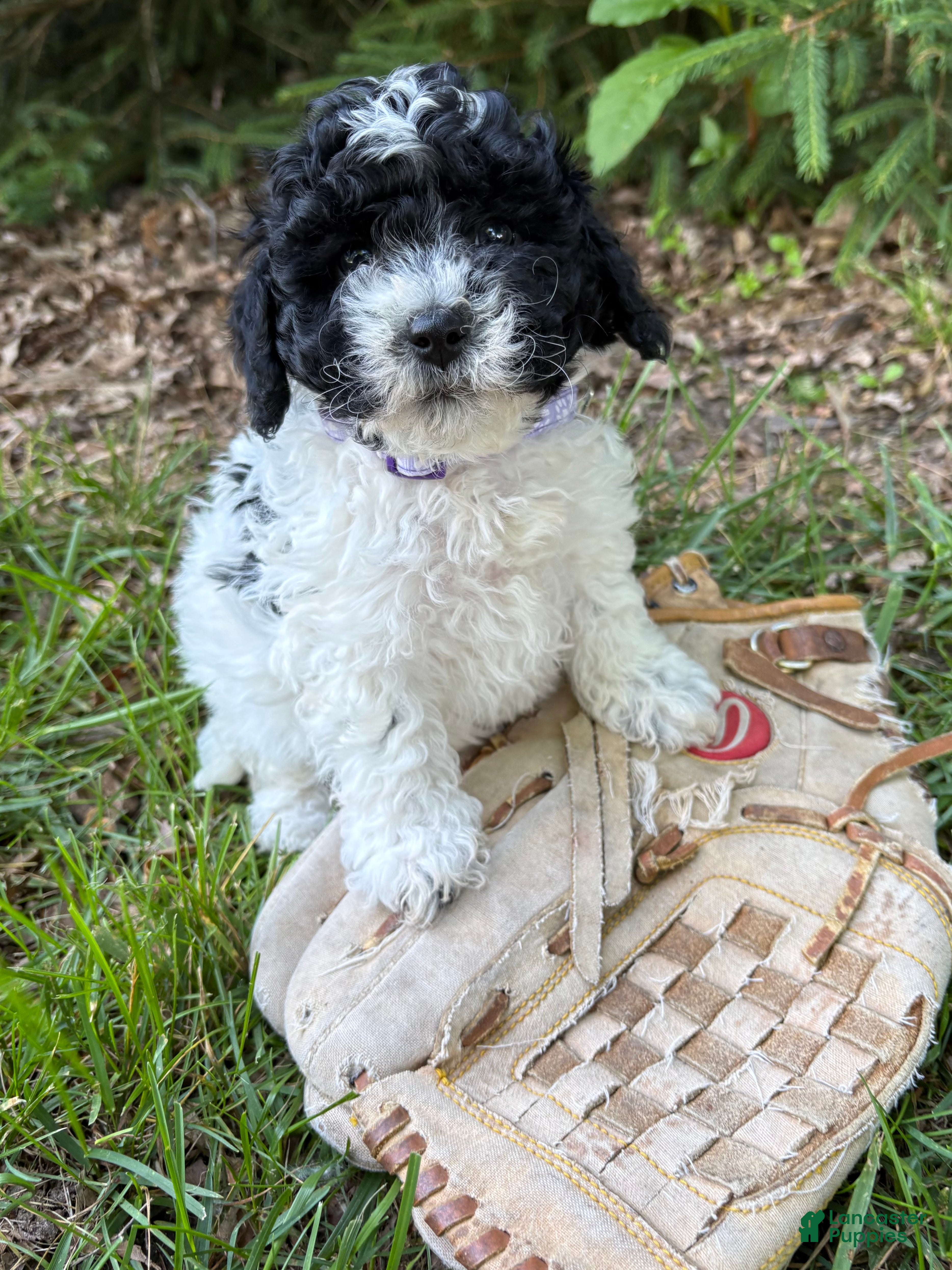 Havapoo dogs Ava  - Ad 1