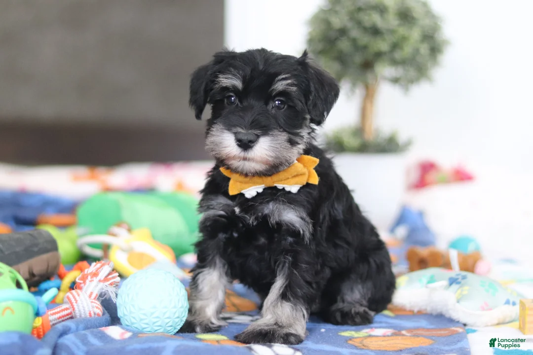 Miniature Schnauzer dogs for sale: James - Ad 2