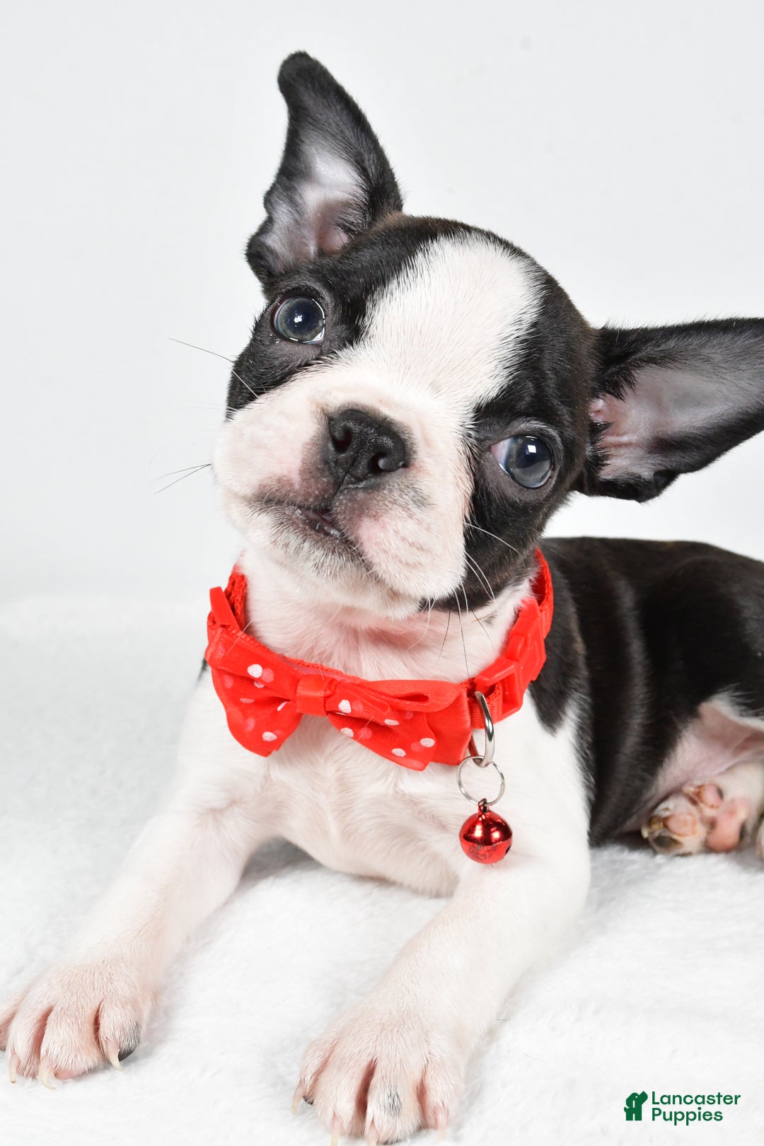 Boston Terrier dogs for sale: Wilson - Ad 5