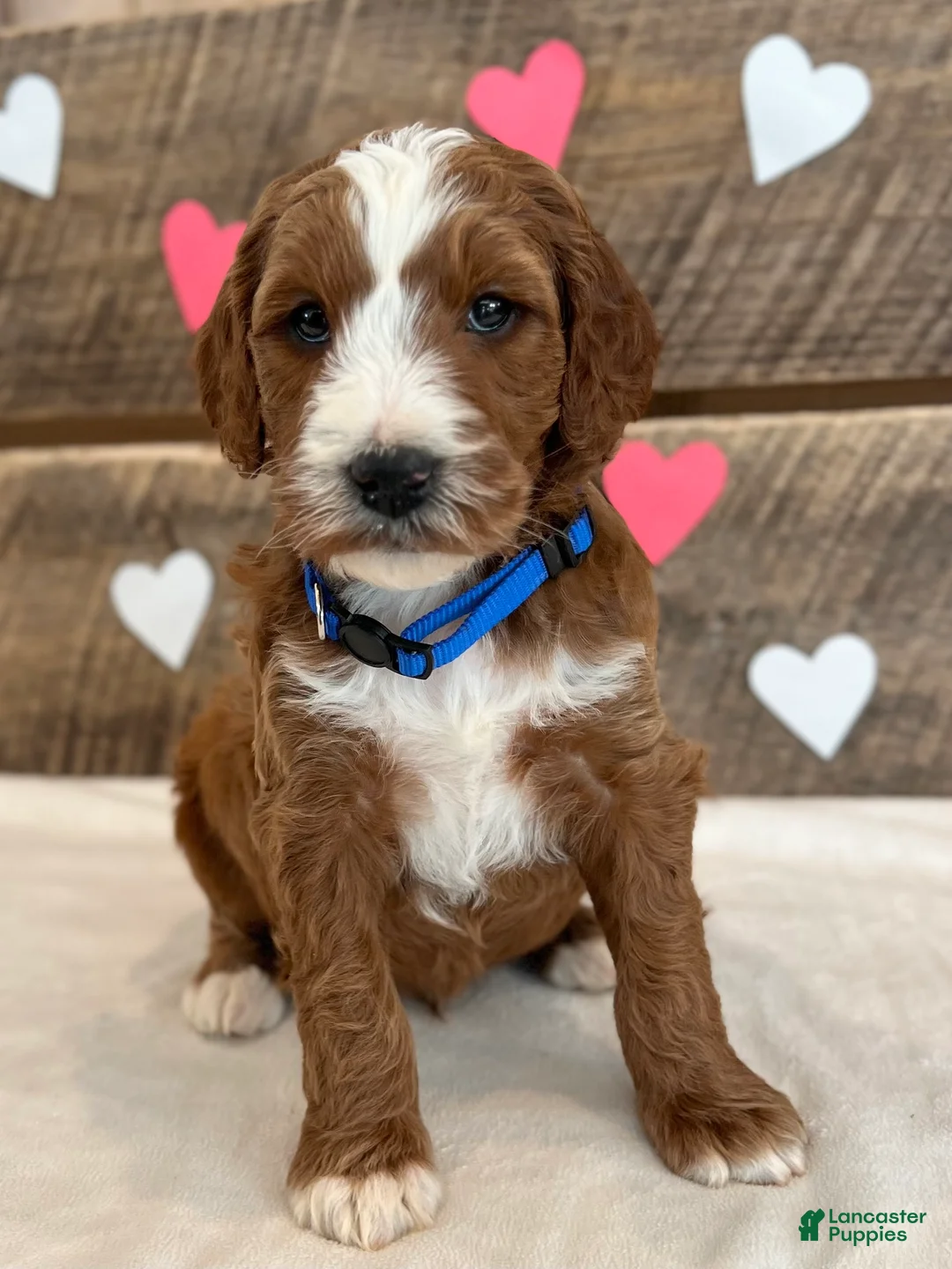 Irish Doodle dogs for sale: Murphy - Ad 3