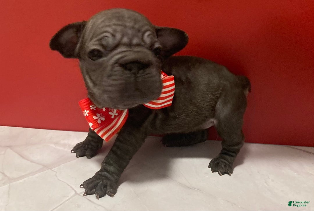 French Bulldog dogs for sale: Ruby - Ad 2