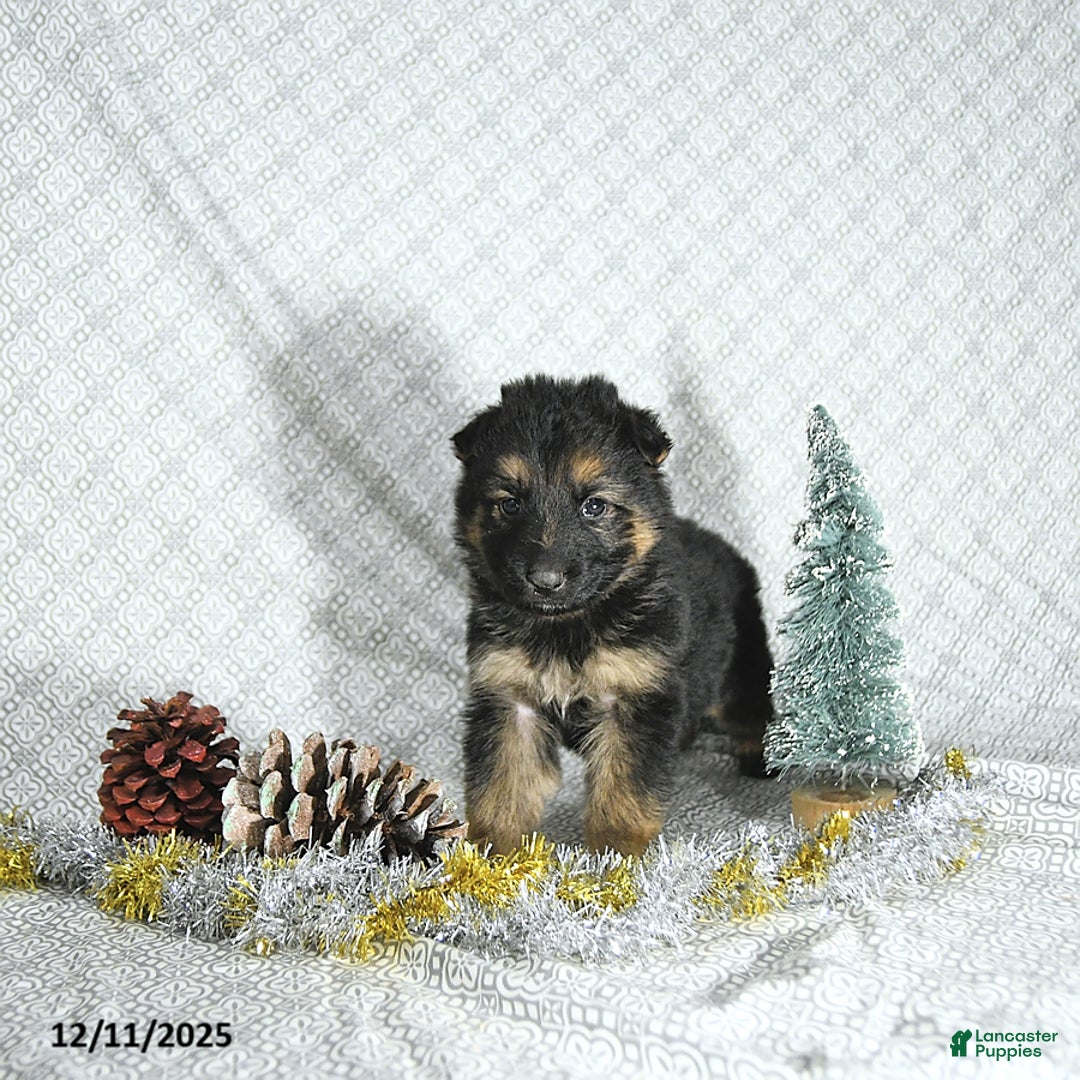 German Shepherd dogs for sale: Ozzy - Ad 4