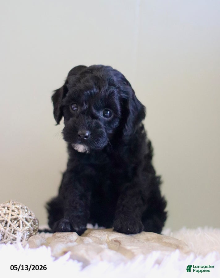 Cavapoo dogs Laddie Special Needs - Ad 2