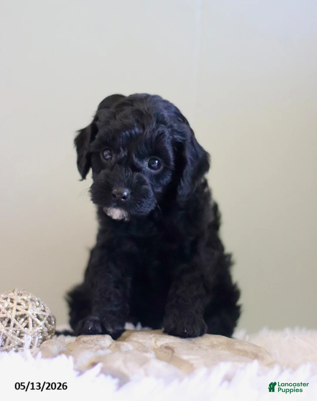 Cavapoo dogs for sale: Laddie Special Needs - Ad 2
