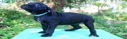 Cane Corso dogs for sale: Roxanne - Ad 2