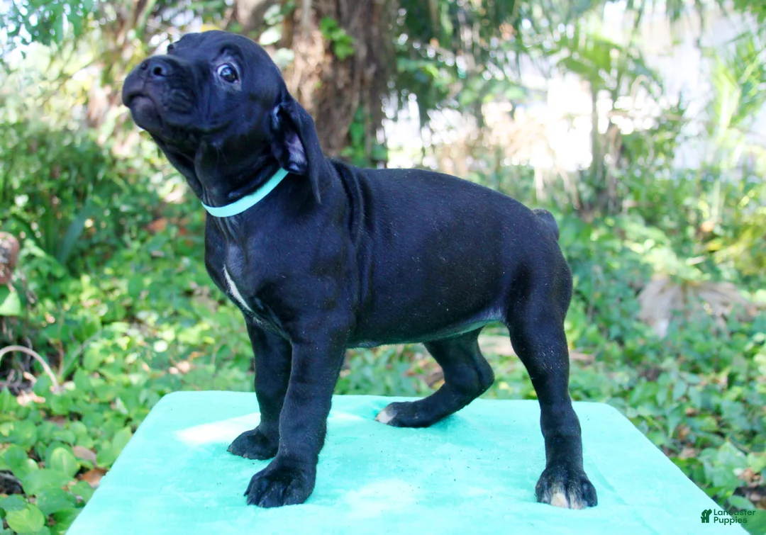 Cane Corso dogs for sale: Roxanne - Ad 2