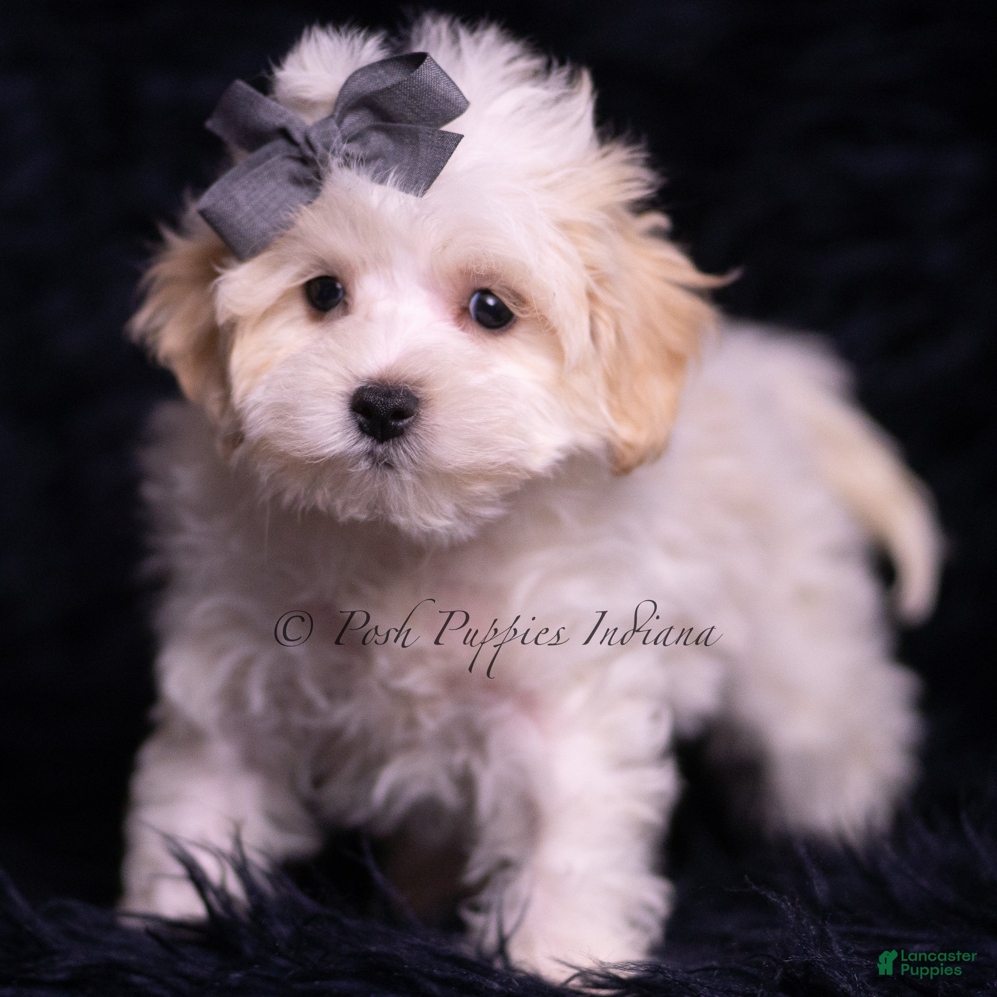 Maltipoo dogs Jameson - Ad 30