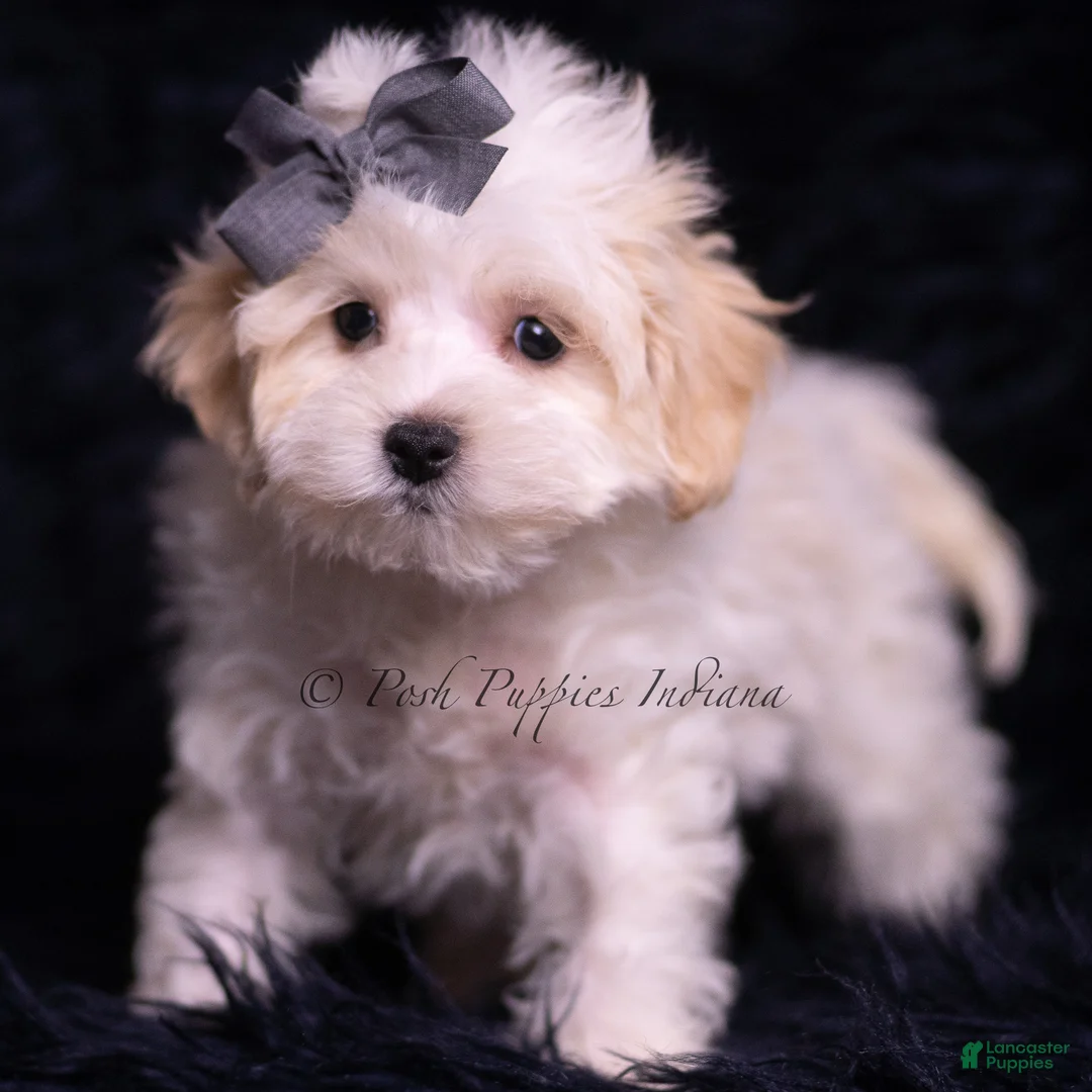Maltipoo dogs for sale: Jameson - Ad 1